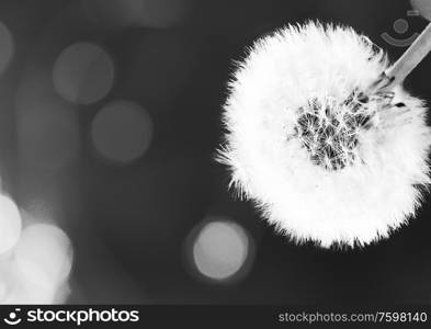 White dandelion head bloeball on minamalist black background. White dandelion on blue