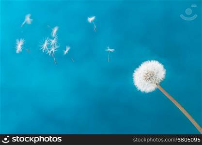 White dandelion head blowball with flying seeds on blue background. White dandelion on blue