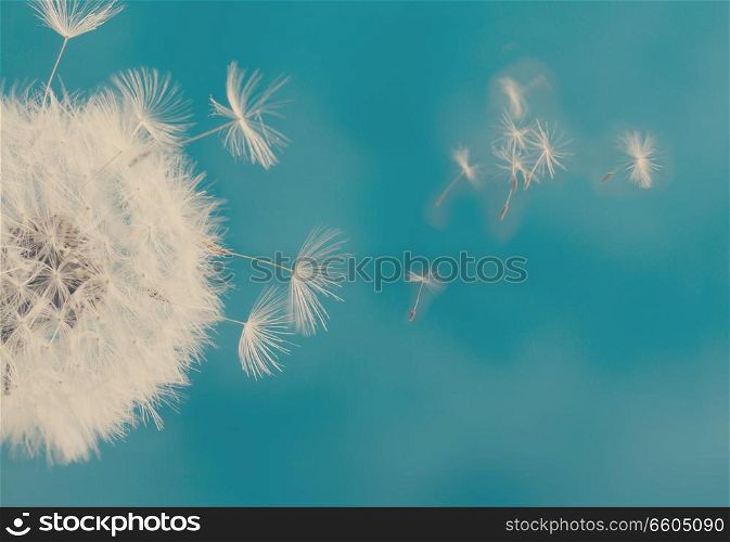 White dandelion head with flying seeds on blue background, retro toned. White dandelion on blue