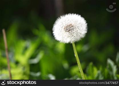 White dandelion on a green background