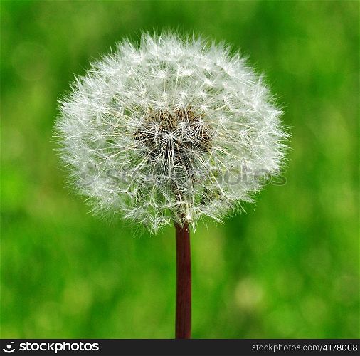 white dandelion on a green background, close up
