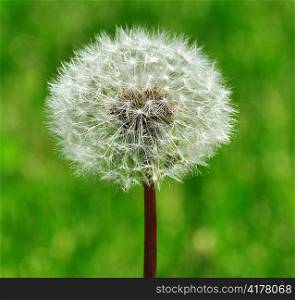 white dandelion on a green background, close up
