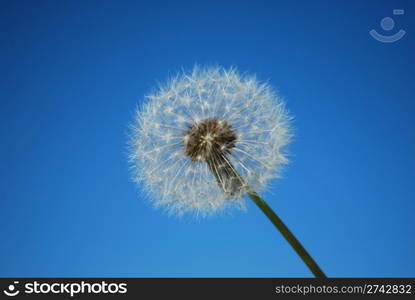 white dandelion on blue background