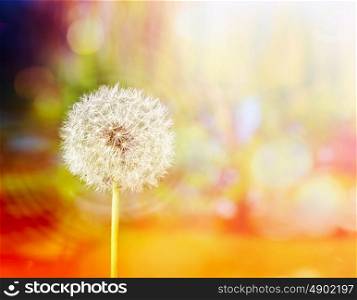 White dandelion on yellow summer blurred nature background with bokeh