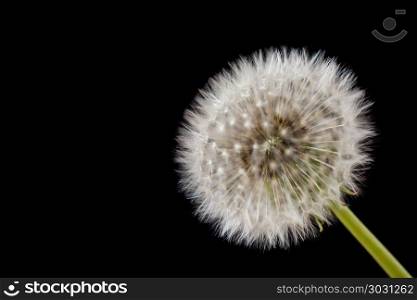 White Dandelion. White Dandelion flower on black background