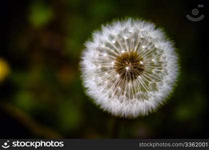 white dandelions and blue sky. spring time