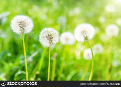 White dandelions on the green sunny lawn. Spring landscape.