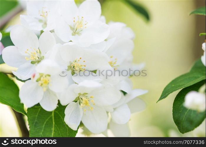 White delicate flowers of apple tree close-up in a spring garden at early morning