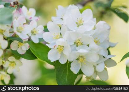 White delicate flowers of apple tree close-up in a spring garden in the early morning