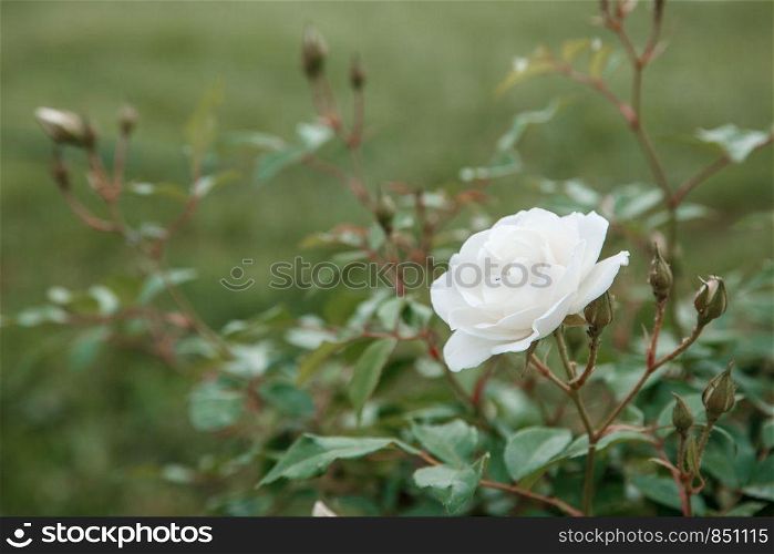 white delicate rose closeup. selective focus with shallow depth of field