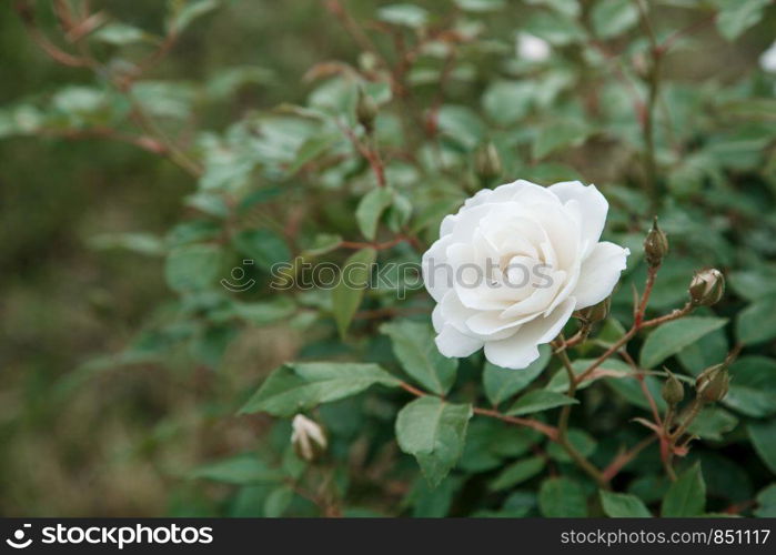 white delicate rose closeup. selective focus with shallow depth of field