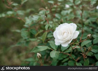 white delicate rose closeup. selective focus with shallow depth of field
