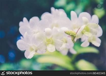 White dendrobium orchid flower (Vintage filter effect used)