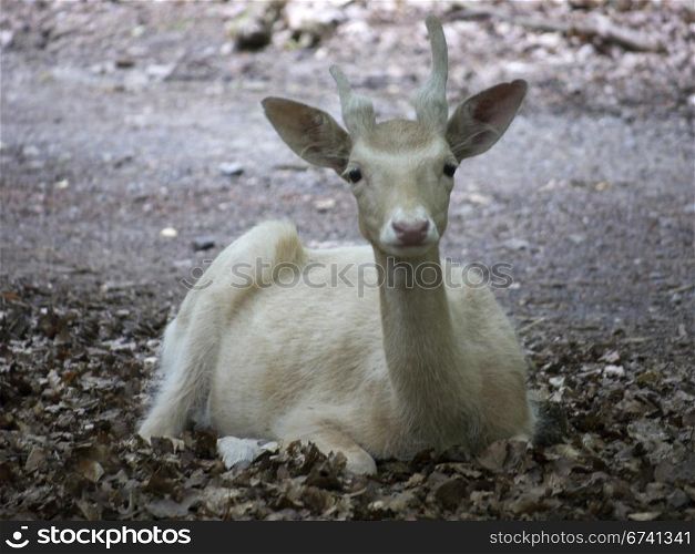 White doe-frontal. white deer is resting in the forest