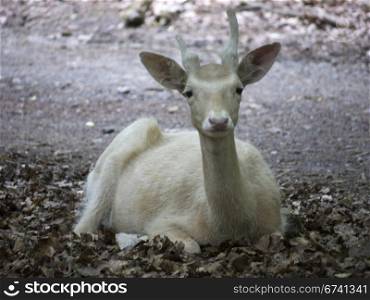 White doe-frontal. white deer is resting in the forest