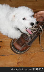 White dog biting old brown boot