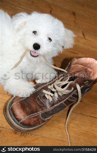 White dog biting old brown boot
