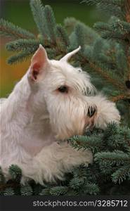 White dog in fur tree