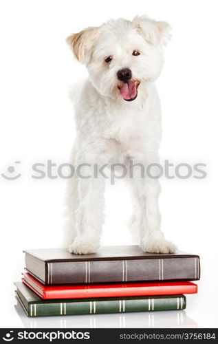 White dog on books