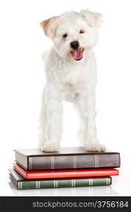 White dog on books