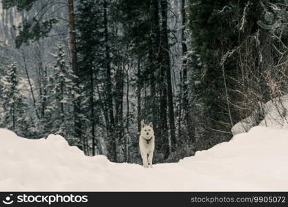 White dog on snowy road in winter forest