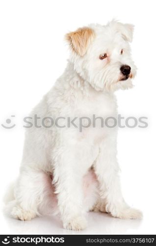 White dog on white background