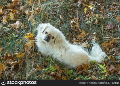 white dog pickenes in a clearing. white dog pekingese