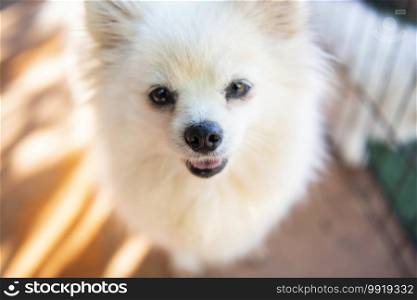 White dog pomeranian, Close up face dog - selective focus