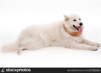 White dog relaxing on the floor, muffler with scarf on the neck