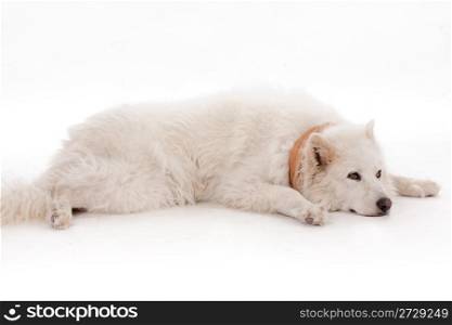 White dog relaxing on the floor wearing brown muffler scarf on his neck, studio shot