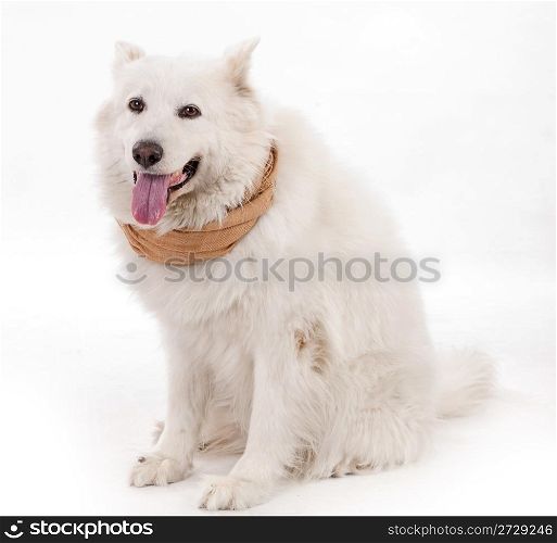 white dog wearing brown muffler scarf on his neck, studio shot