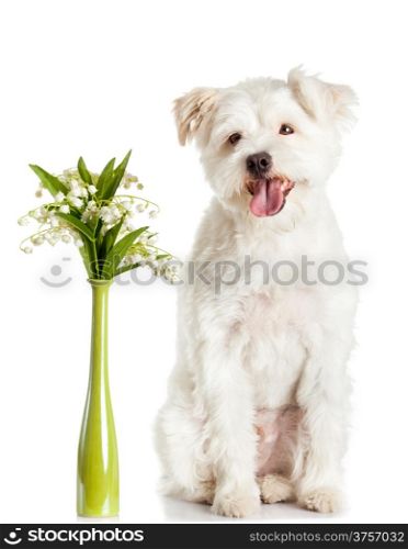 White dog with a bouquet. isolated on white background