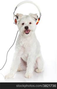 white dog with headphone isolated on white background. dog listening to music