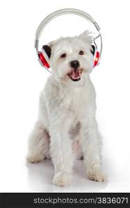 white dog with headphone isolated on white background. dog listening to music