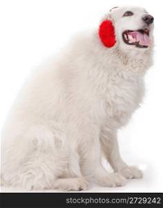 white dog with red ear muff hearing music