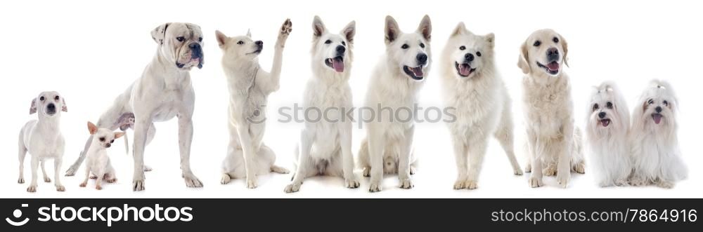 white dogs in front of white background