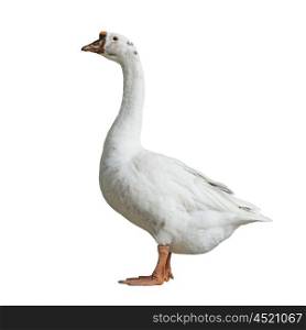white domestic goose isolated on white background