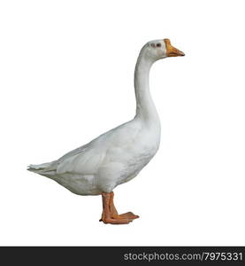 white domestic goose isolated on white background