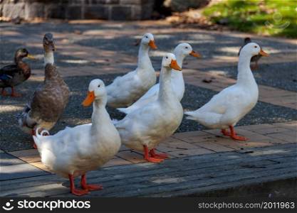 White domesticated ducks by a pond in New Zealand