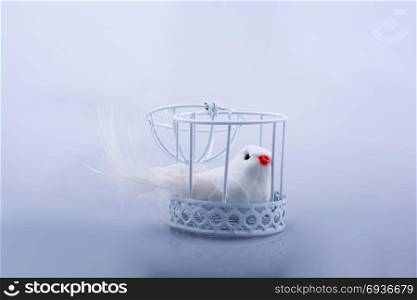 White dove in the cage, Pigeon locked in a cage on a white background