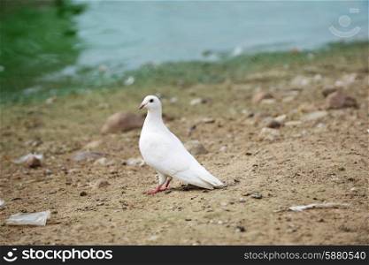 white dove on banks of pond