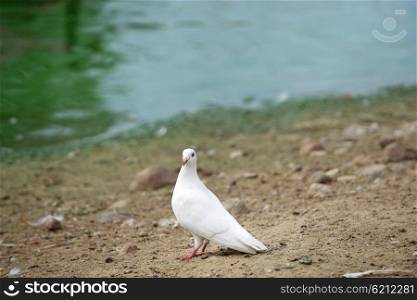 white dove on banks of pond