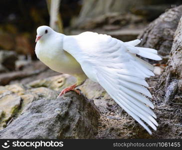 white dove relax wing in the park