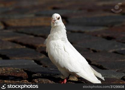 white dove walking on ground