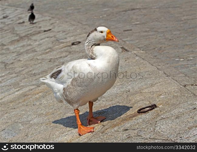 White duck standing on the coast of a pier