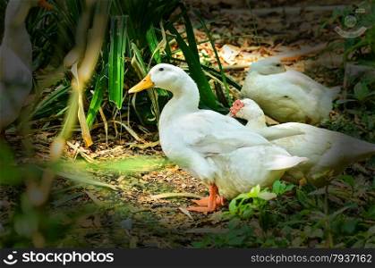 white ducks in garden