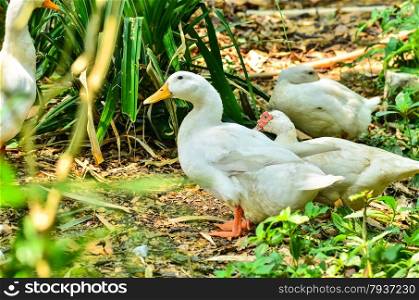 white ducks in garden