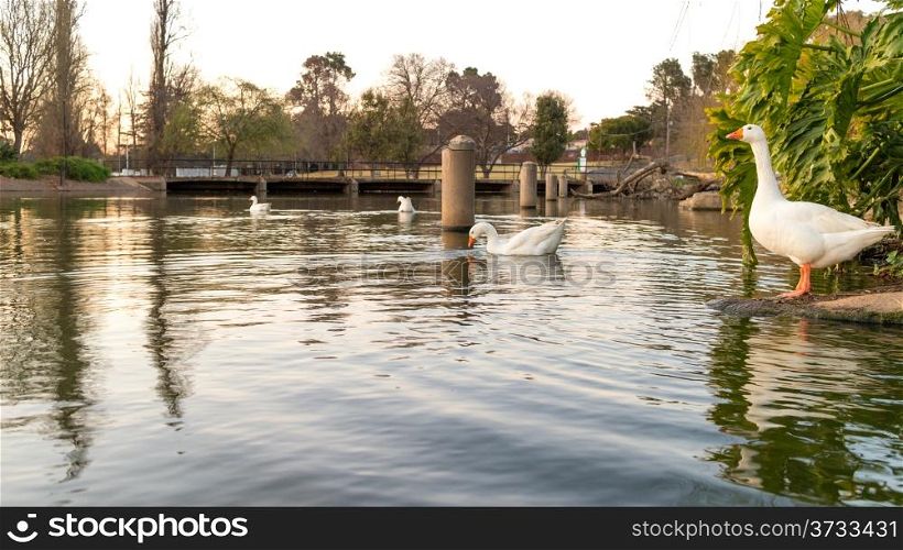 White ducks on swimming on zoo lake in Johannesburg, South Africa