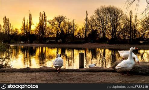 White ducks on the golden colored zoo lake lit by the setting sun