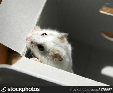 White dwarf hamster trying to escape